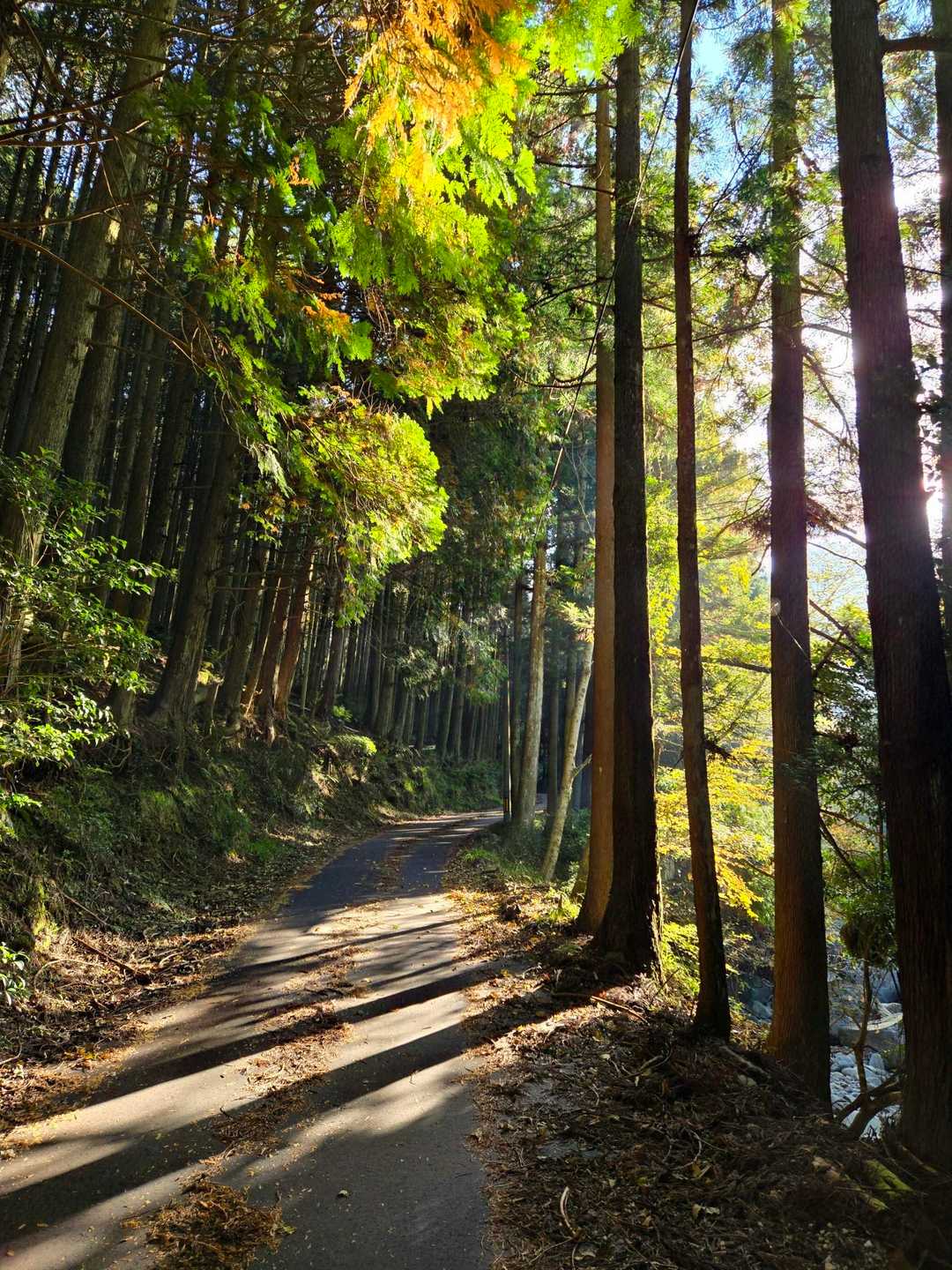 玉屋神社登山口-英彦山 往復コースの写真