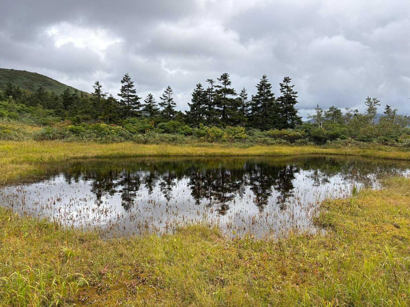 田代平山荘脇の湿地帯