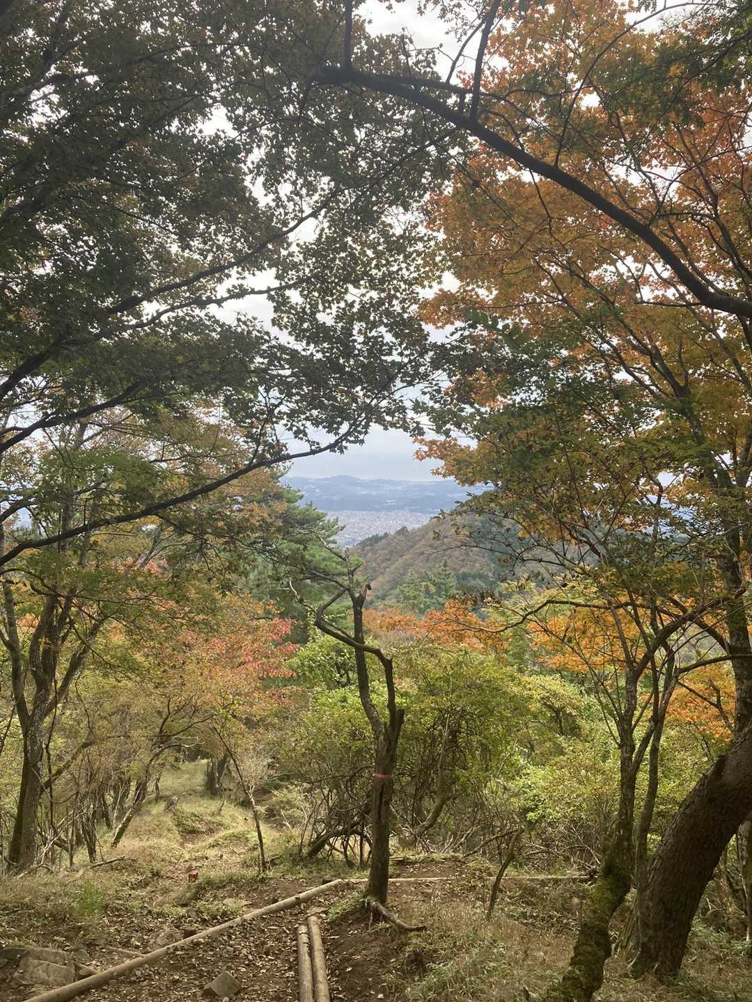 後沢乗越-鍋割山 往復コースの写真