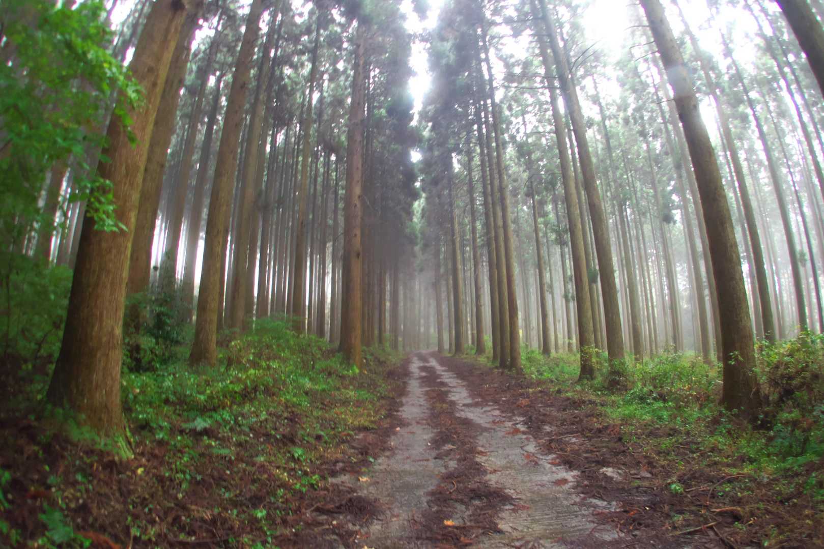 しばらくは林道。