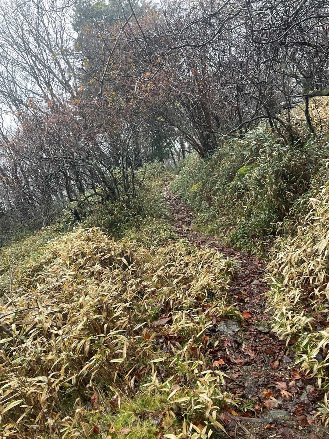 丸山荘過ぎても雨がやまない。本当は曇りの予報だったけど