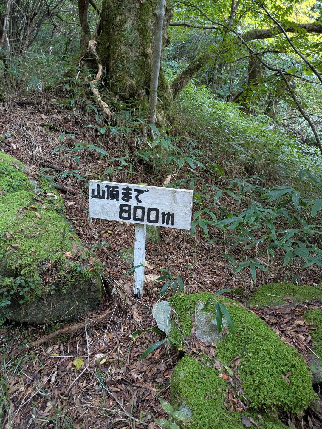 脊振山-矢筈峠 周回コースの写真