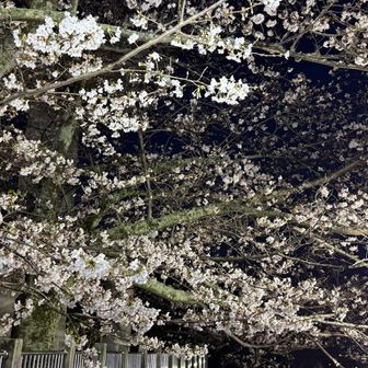 太田山公園の桜
桜見てる暇無し！！