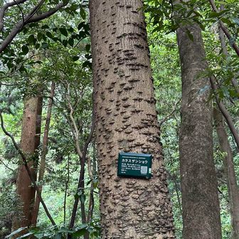 細っこい頃あんなに尖ってたカラスザンショウ、こんなになるんだ！