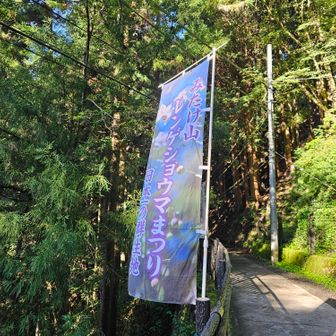 今年もレンゲショウマ🧚‍♂️
暑いけど来ちゃいました😆

レンゲショウマ好きなんです🧚‍♂️
地元だし近いし❗