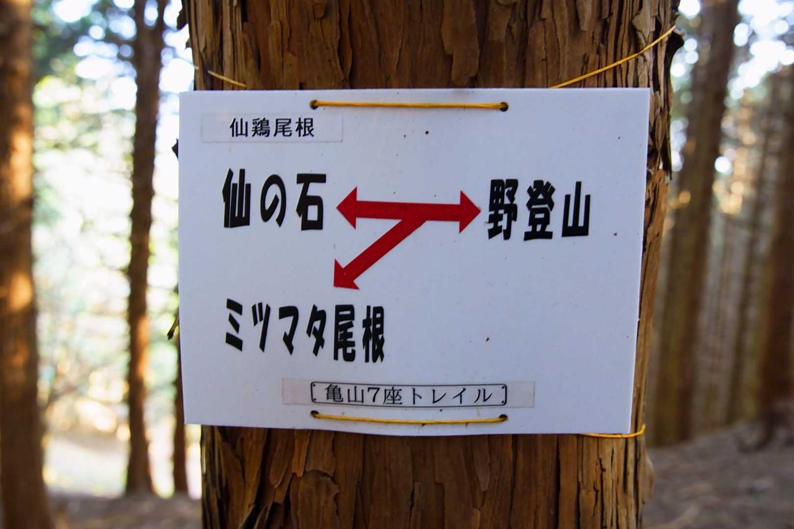 仙鶏尾根も歩きたいが、次があるのでミツマタ尾根へと降ります⤵️