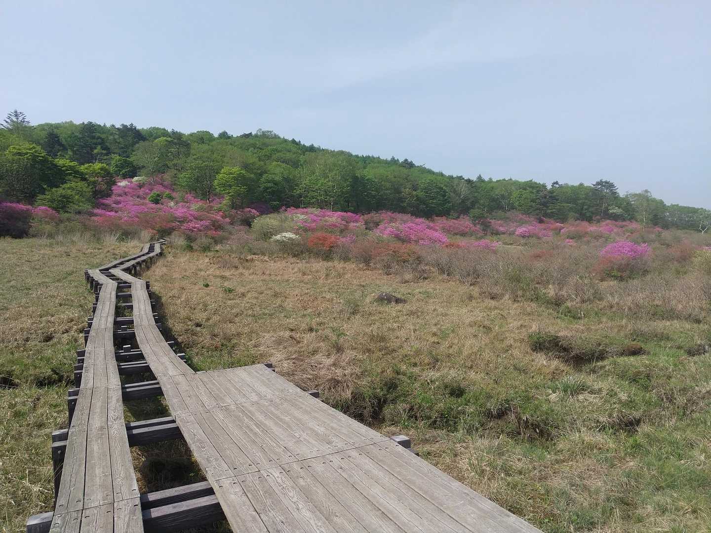 湿原を周回して👣