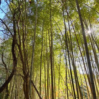 竹林逆光で神々しかった✨