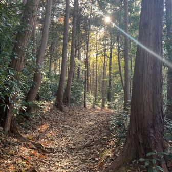 階段を上がると、緩やかな道に。