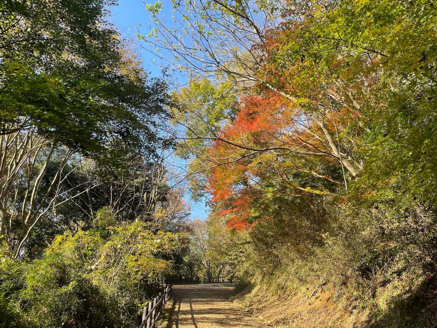 朝日峠ハイキングコース入口-小町山-鬼越山-小町山登山口 周回コースの写真