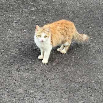 イロガワリ