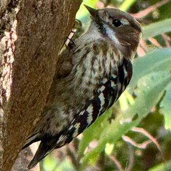 今日もいました！
コゲラ🐦ちゃん

ｼﾞｬﾊﾞﾆｰｽﾞﾋﾟｸﾞﾐｰｳｯﾄﾞﾍﾟｯｶｰ
日本人小人キツツキ…