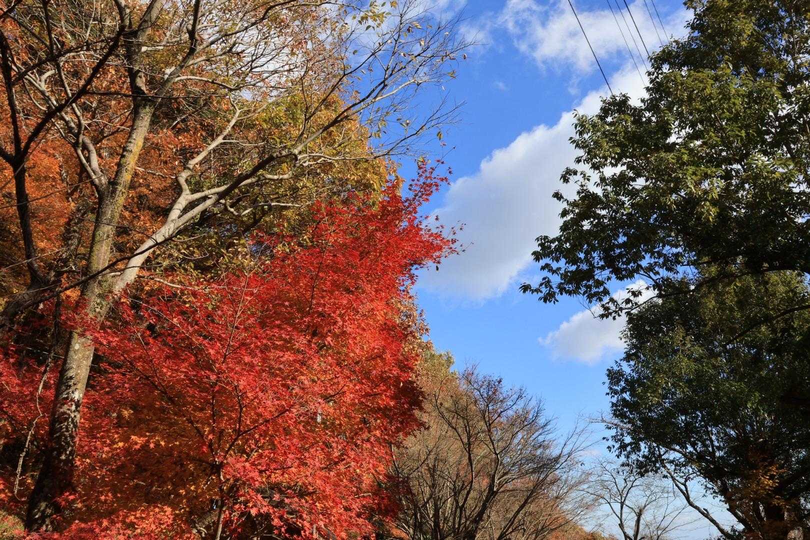 舗装路をずっと歩いてくとキャンプ場
この辺、綺麗に色付いてたよ