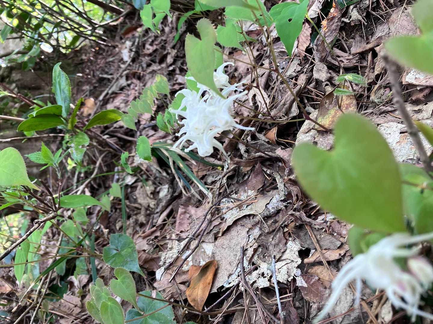 腹立て草がお出迎え