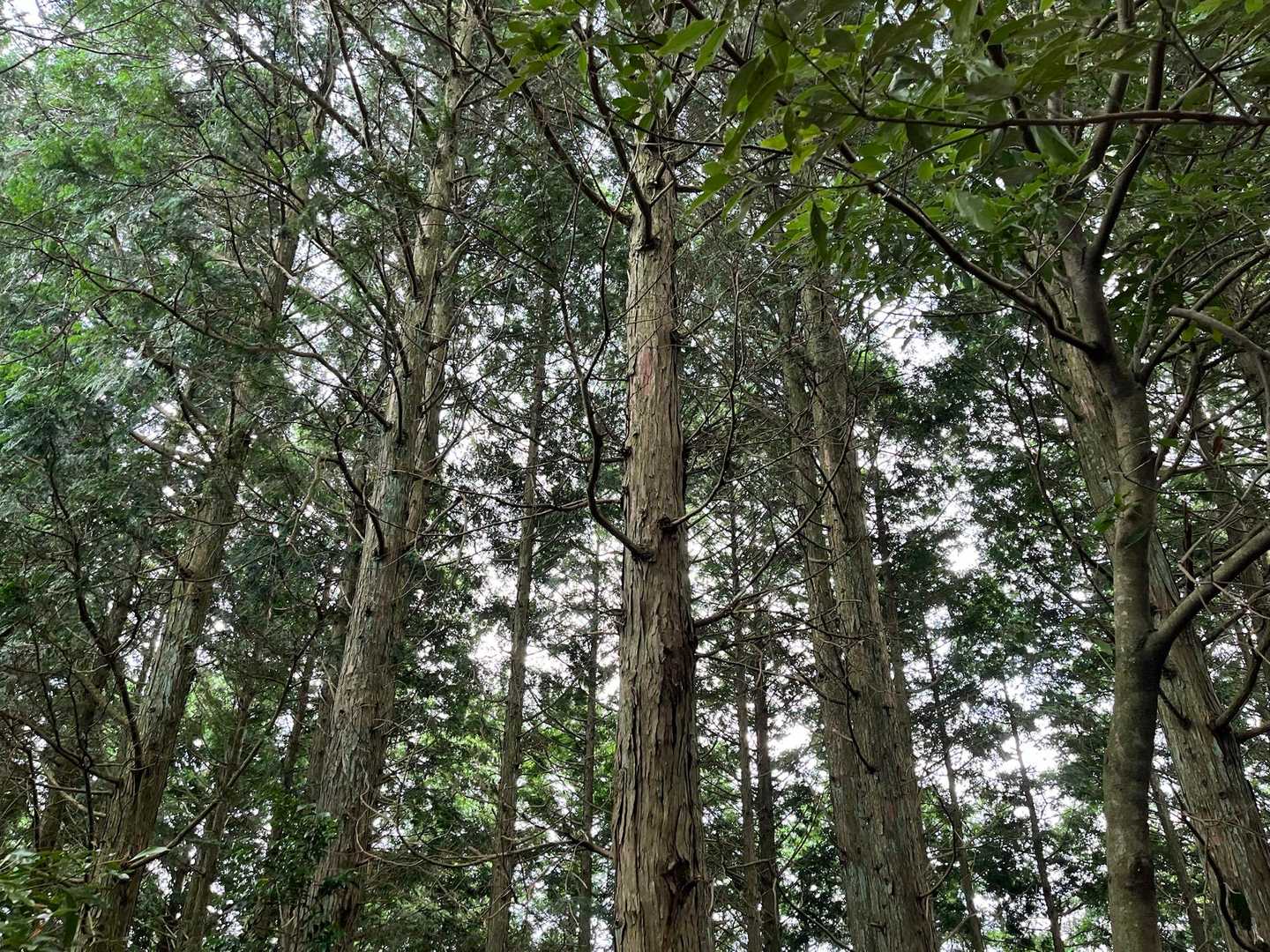 まわりの木々を撮ったり