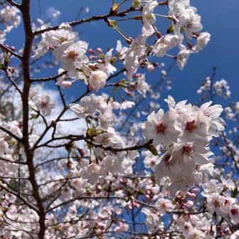 キレイに咲いてくれてありがとー🌸