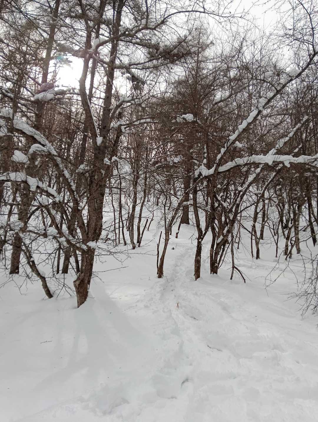 登山道を外れ　　みんな
急な木々の間を転んだり、滑ったり……
雪と遊ぶ🎶❄️🫠
私は年だから（笑）気を付けながら…骨折しない様に…下りてきました😅
無事P着
スノーシューをはくといつもの倍疲れる😆
でもなんて楽しいんでしょう🎶
子供に返った気分🥰
楽しい一日でした。