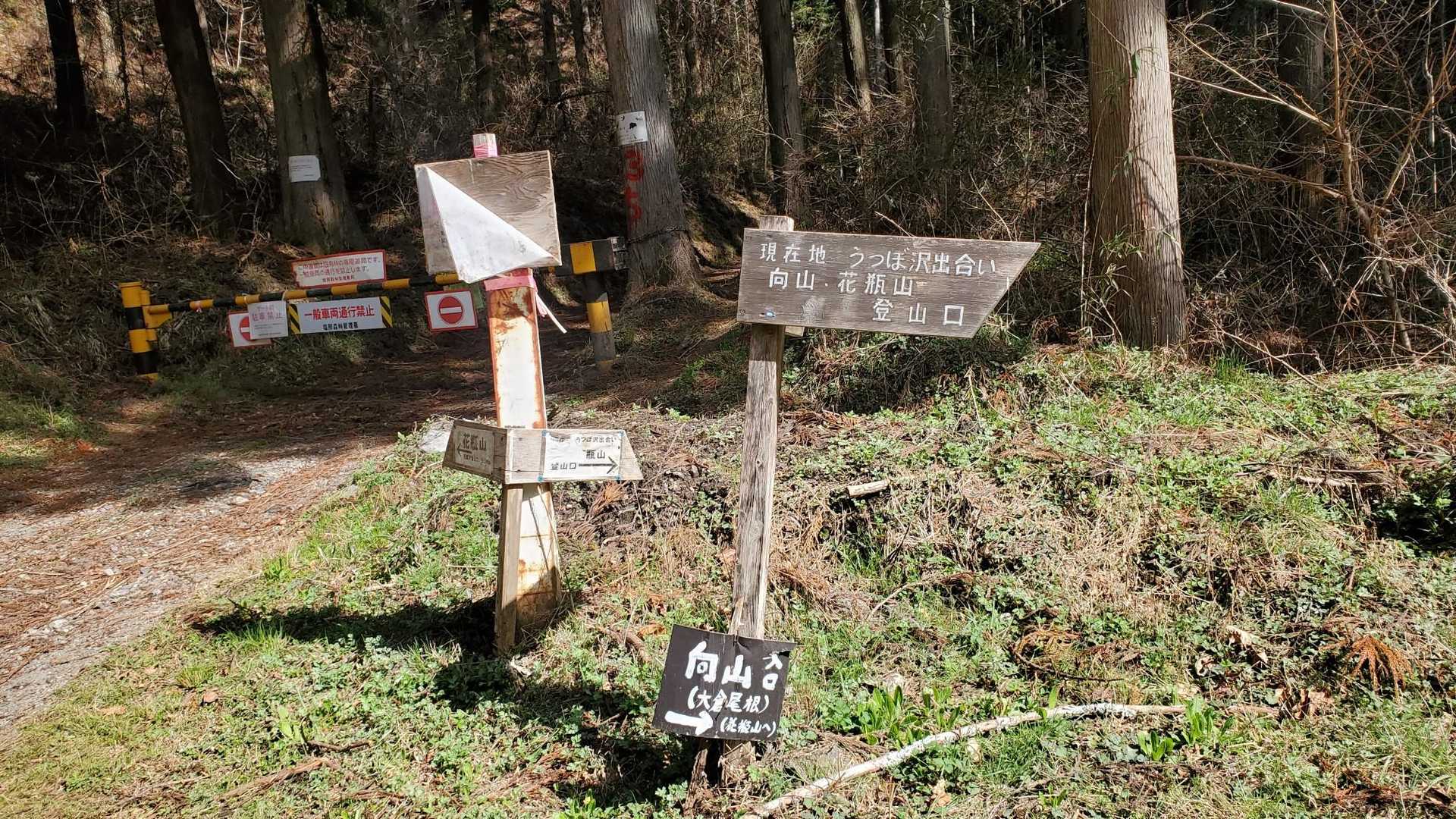 ここからまずは花瓶山へ。
しばらくお花たくさんの林道歩き。