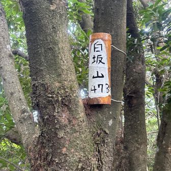 白坂山の竹細工ピーク