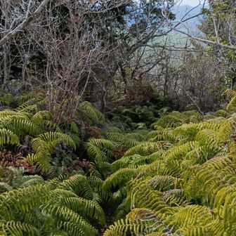 余力あったのでもう一つのバリエルートへシダ🌿刈りへ行くが…こちらの方が👹🌿😱