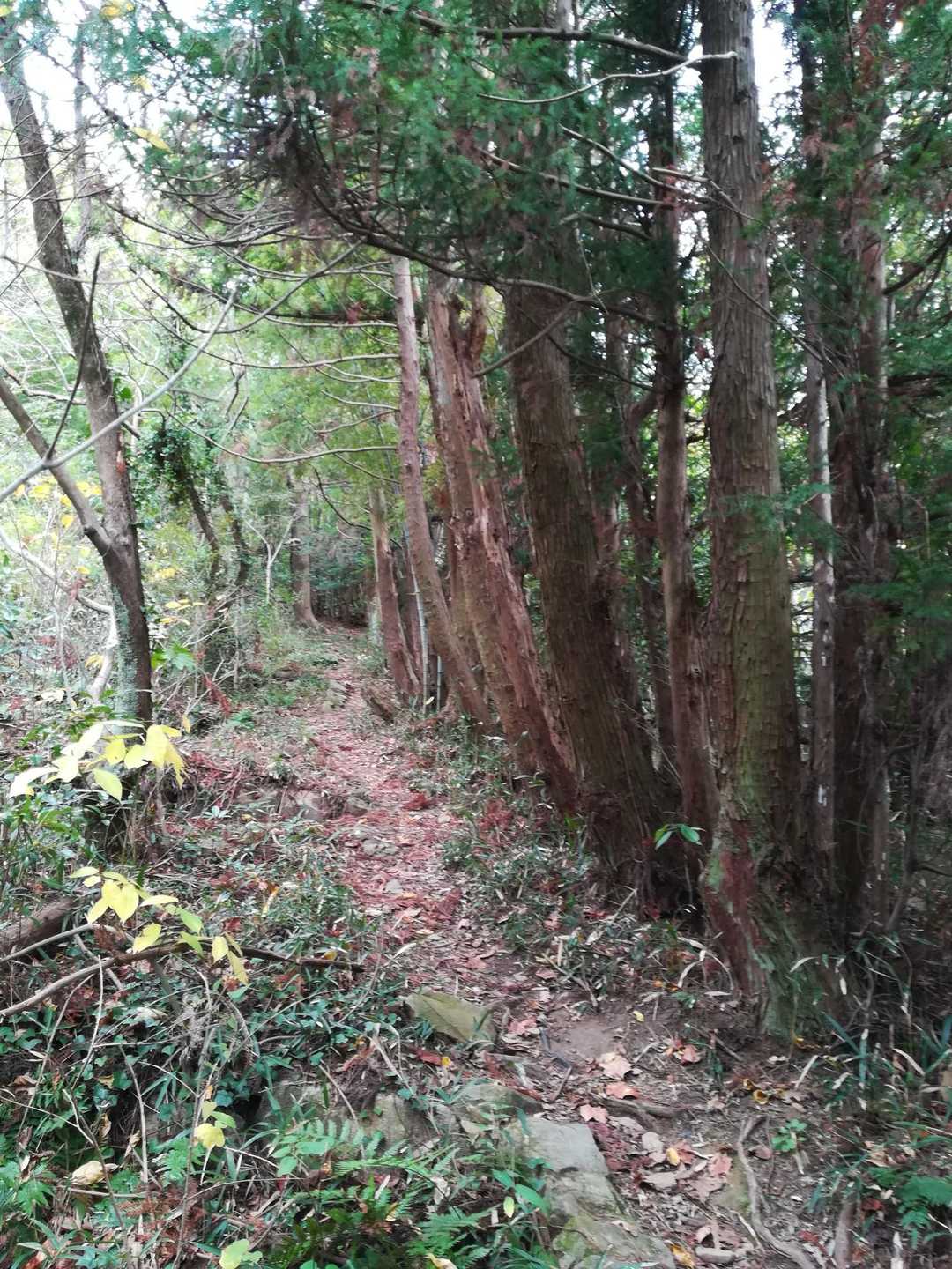 良く歩かれてる道です。