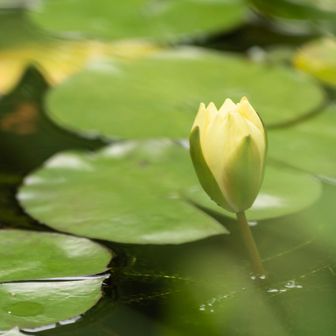 歴史に明るい相方
ちょいちょい解説をしてくれる
（物語上、おらんくなった人のその後の話とか）

とても楽しい(≧∇≦)