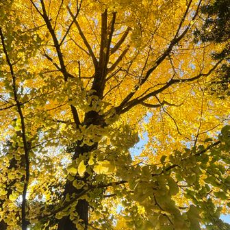 イチョウがキラキラ