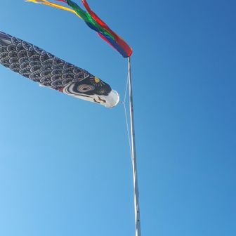 鯉のぼりも青空に映えます。