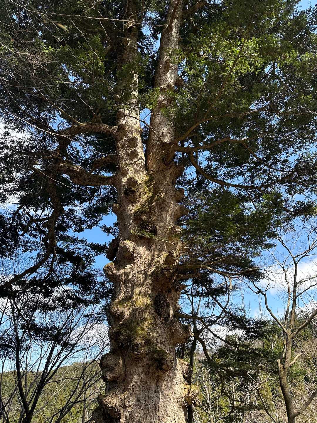 大モミの木🌲　
コブがあって、ごつごつしてます。