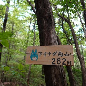 下イナダ向山です。これでトトロシリーズ終了
