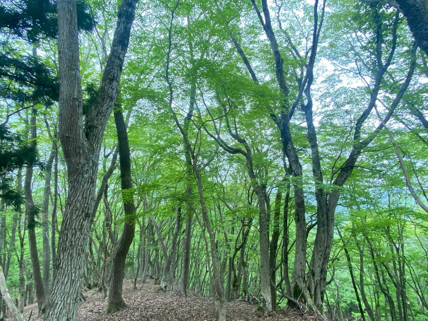 弥仙山登山口-弥仙山 周回コースの写真