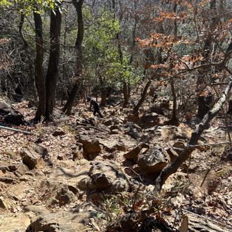 ここを登り切ると