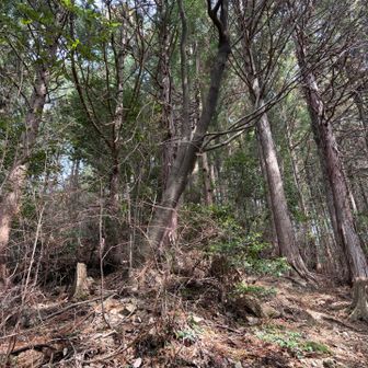 山頂直下の急登を息を切らしながら、登り詰める。