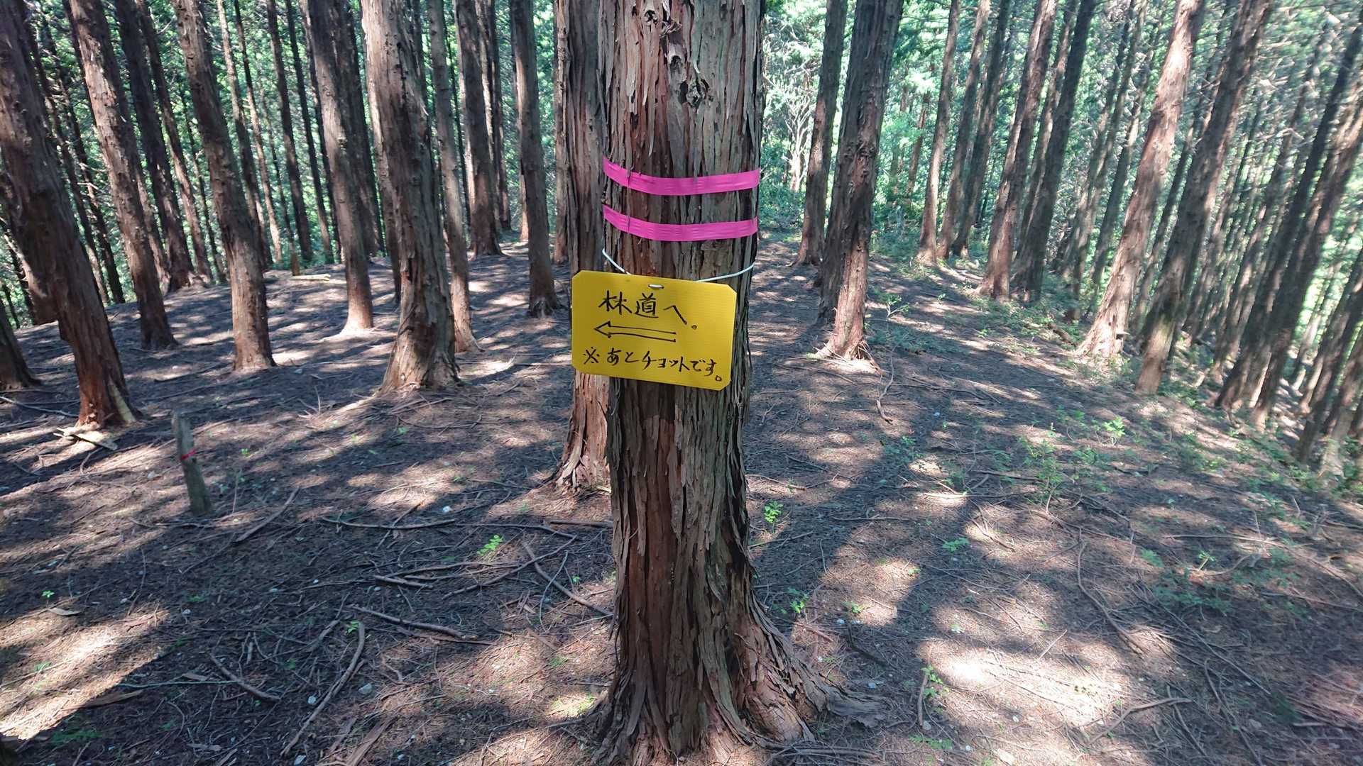 分岐ですが、真っ直ぐ行きました