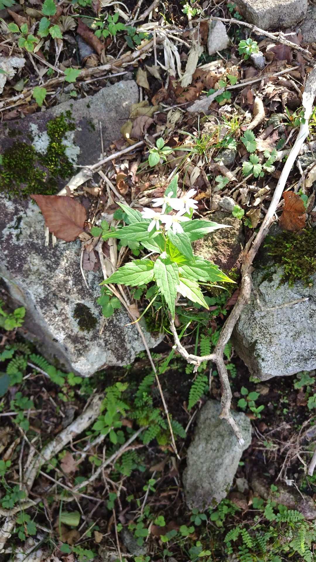 なんの花でしょうか?