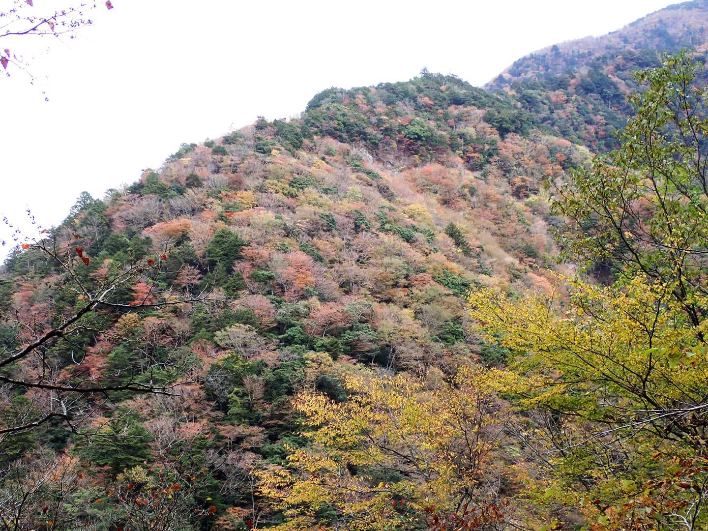 カラフルな紅葉の山肌