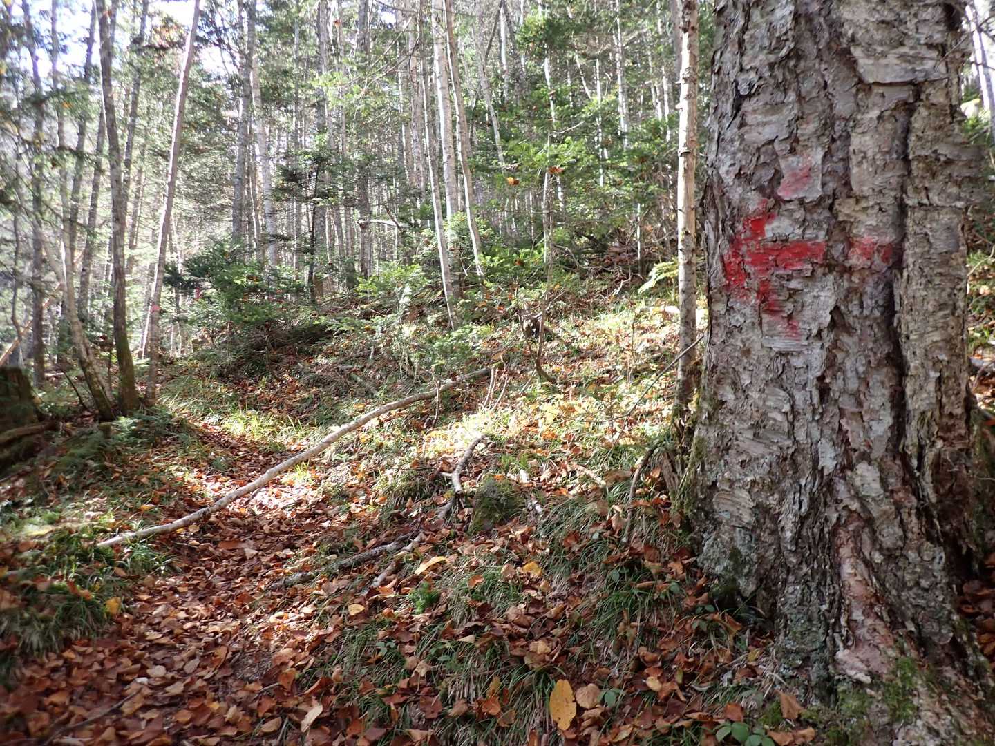 だからね…大きな独り言とお友達と登ってる風にたくさん鈴をつけた❗️