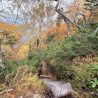 下山の方が紅葉がきれいに見える🍁
上から見るからかな