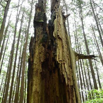 雷に打たれたのでしょうか、先端が焦げている