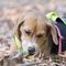 Beagle プリン