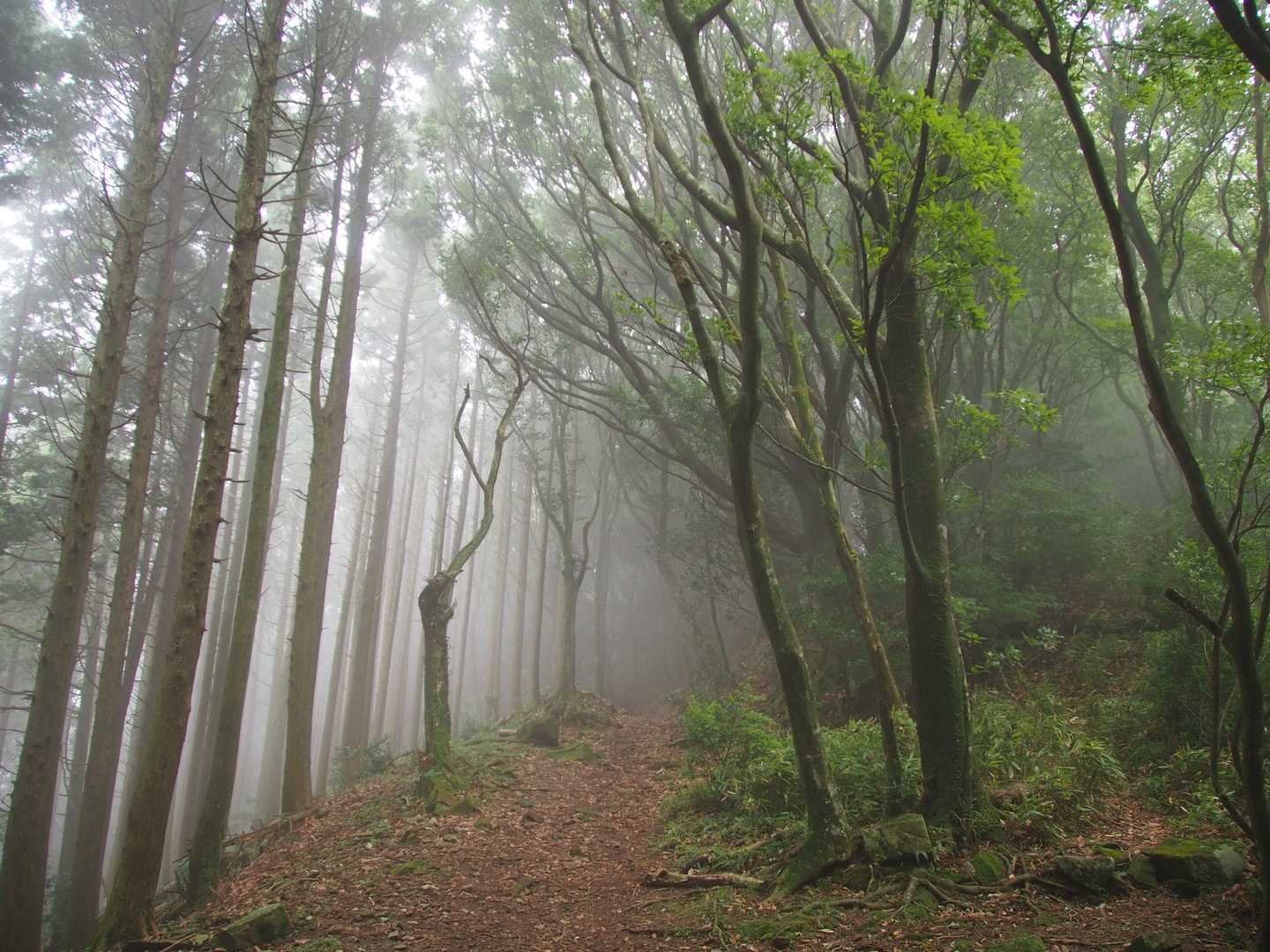 向こうから霧が迫ってくる😳
何これ⁉️めっちゃ幻想的✨
普段、雨だと山なんて行かないから知らなかった風景にドキドキ✨