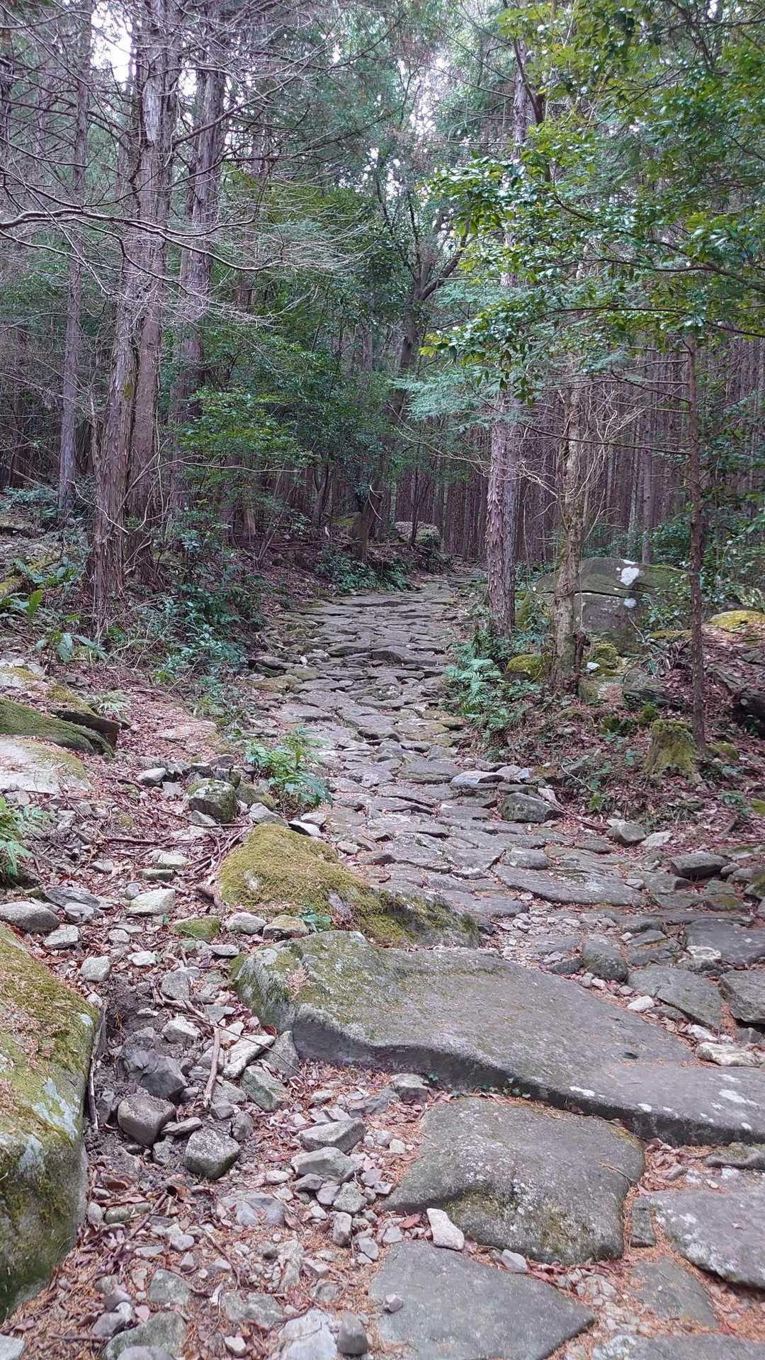 久しぶりの熊野古道の石畳😆✨