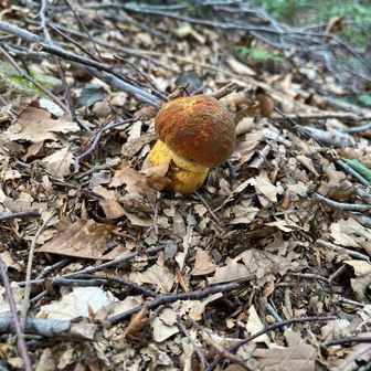 花があまり無いので、きのこ🍄