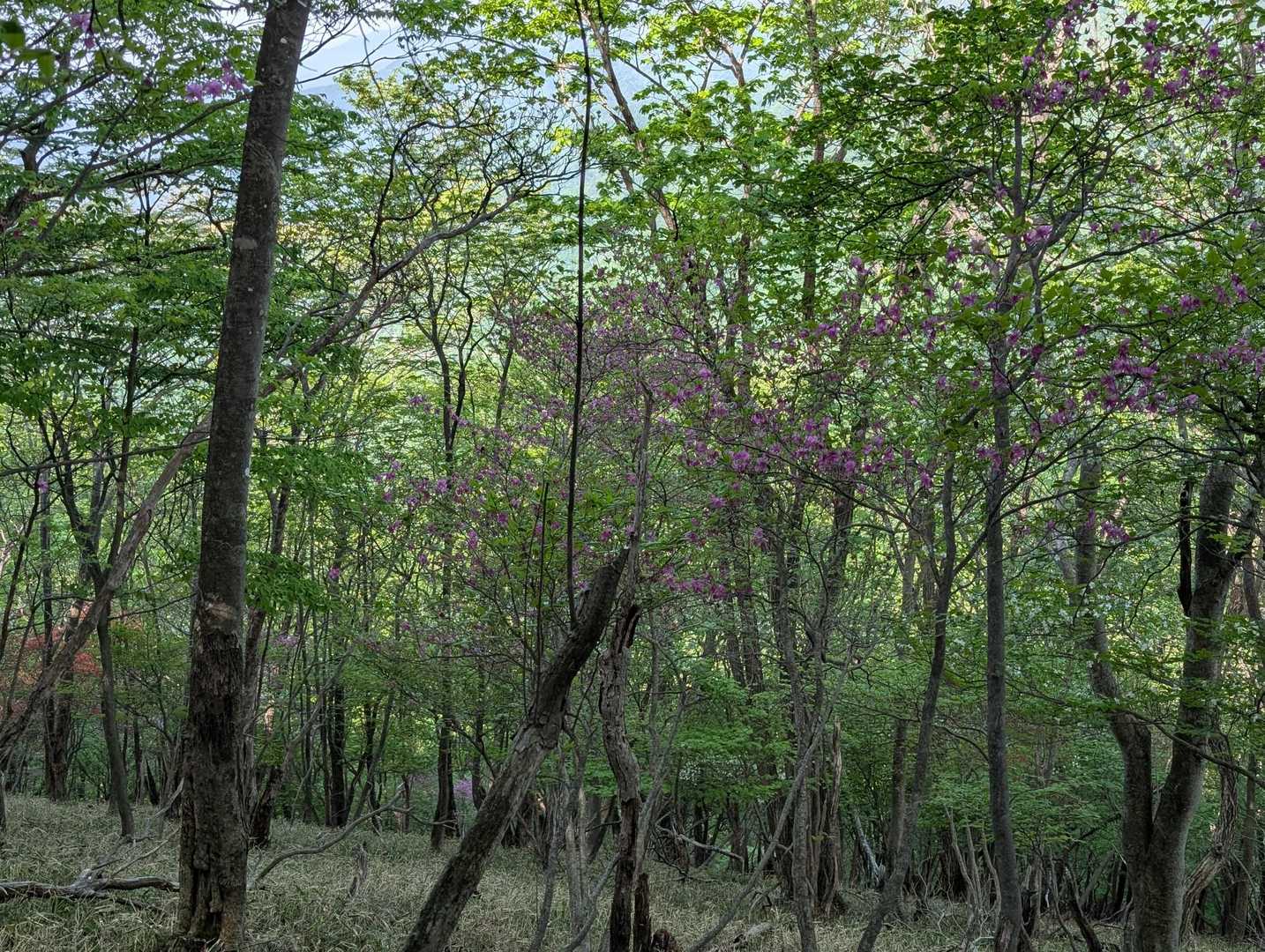 ミツバツツジは花がこぼれてる率が高い