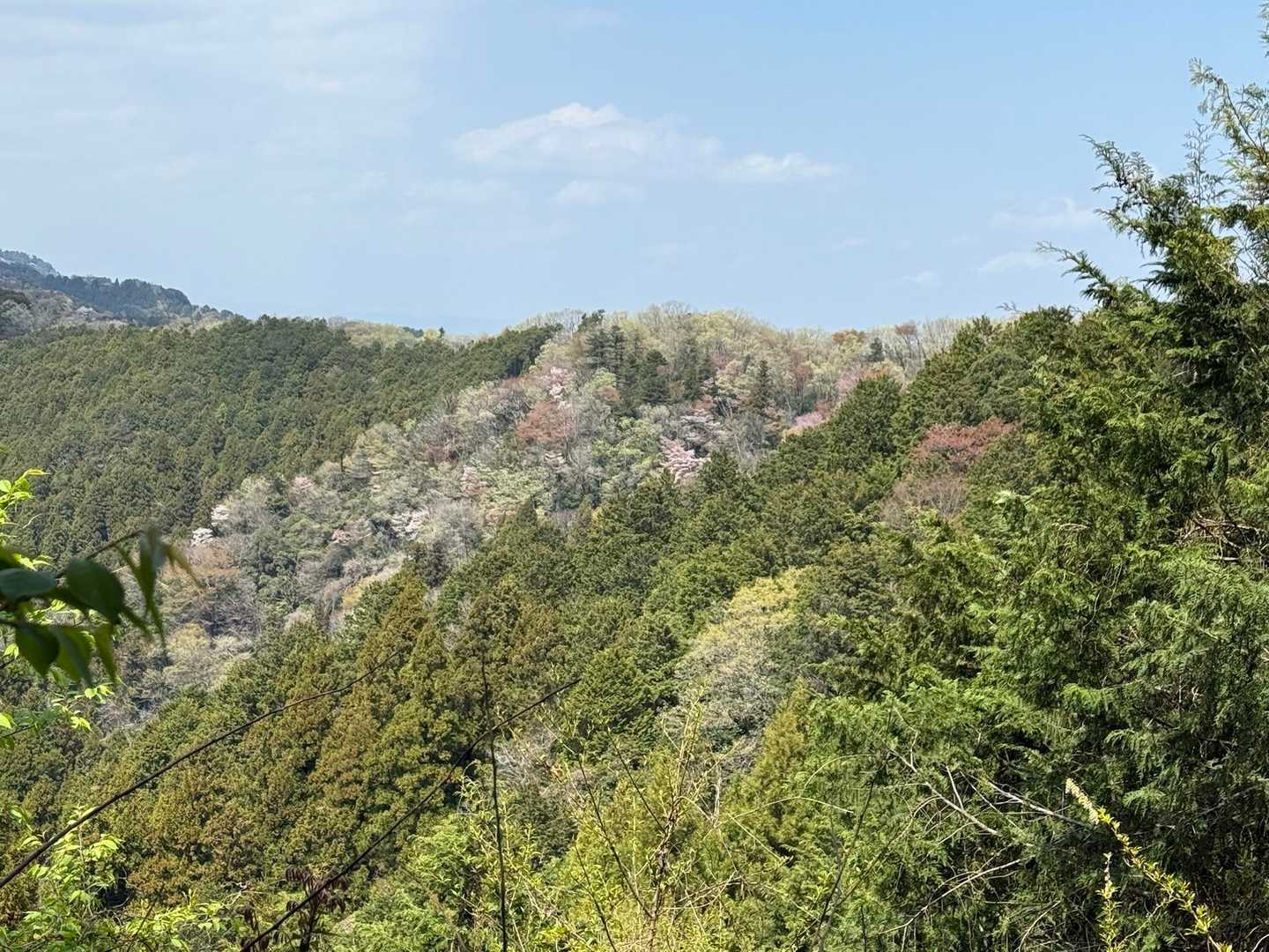 山肌の桜が綺麗！