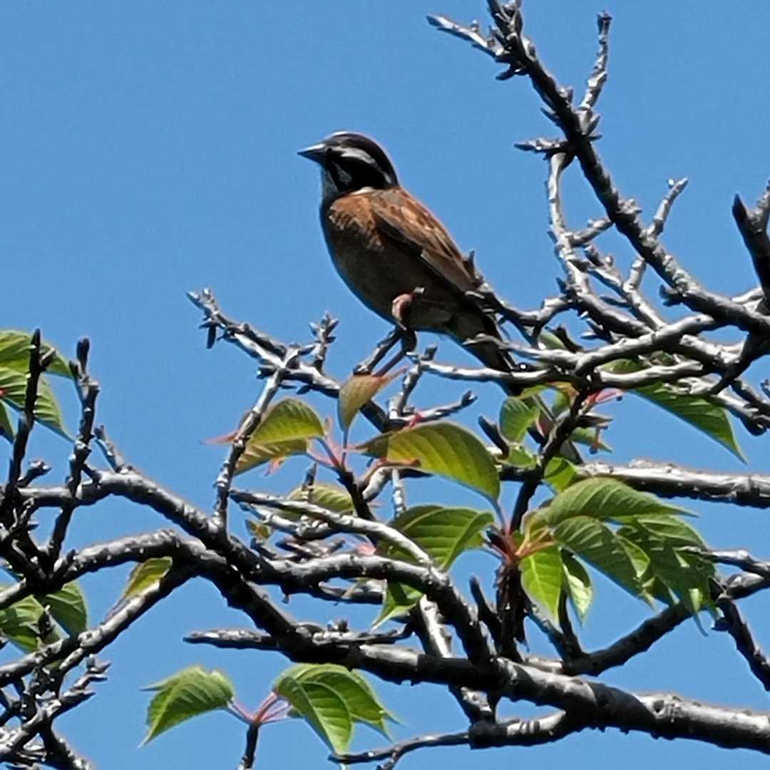 大きめの鳥(｡･ө･｡)🐦やけど