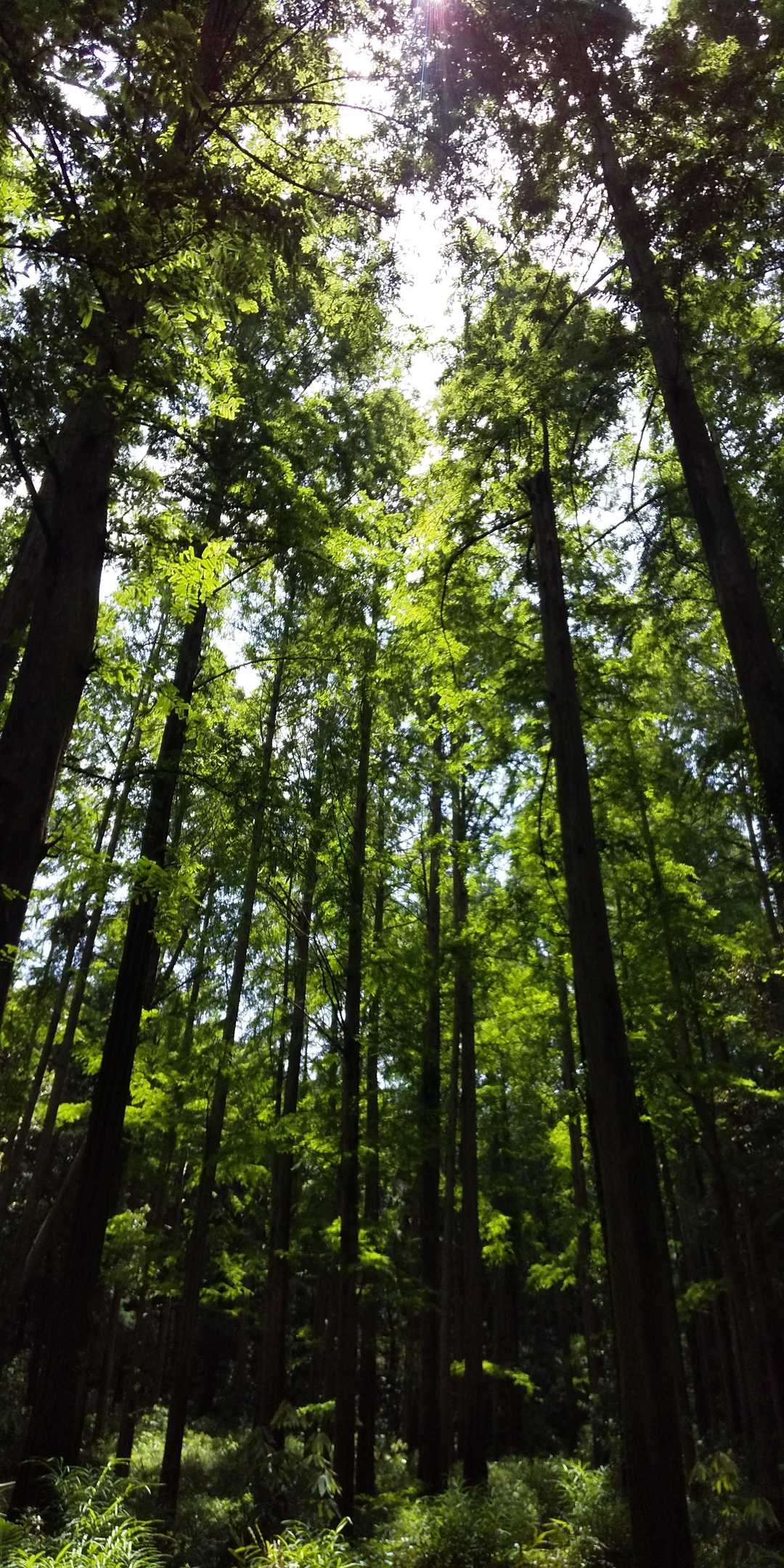 今日は大外周りです😸
メタセコイヤの森🌲✨