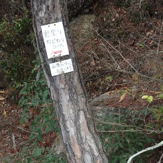 岩登りおかわりコースだって
ここはおかわりなしで通過
普通の山道が懐かしくなってくる