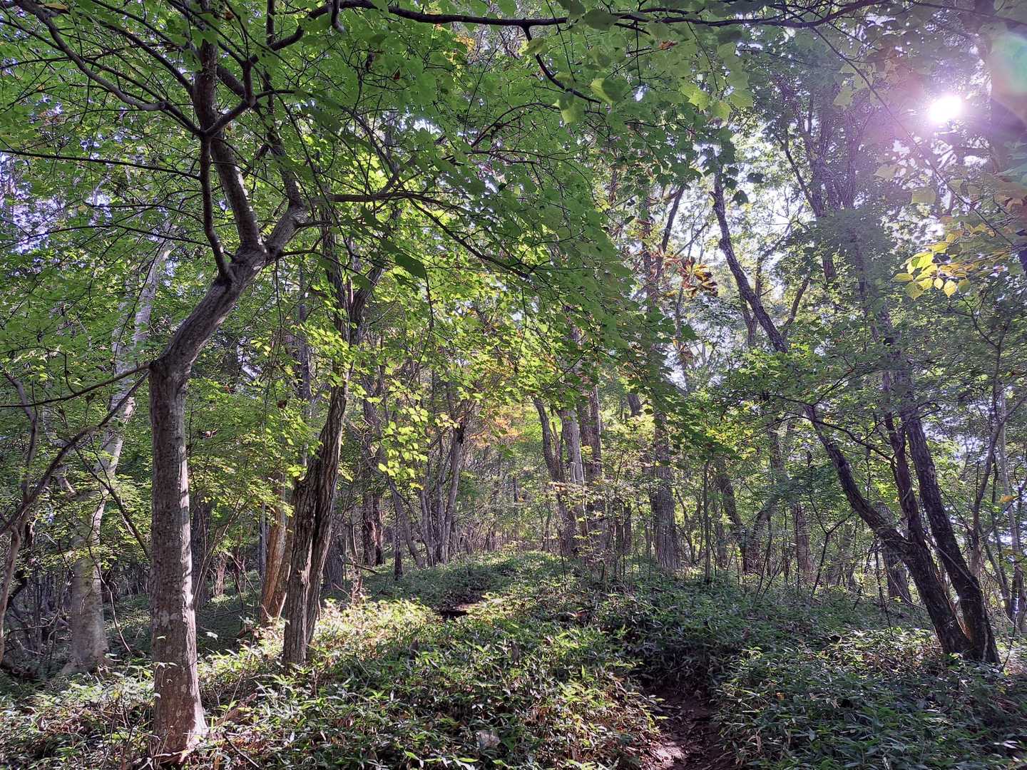 登山道入口-高川山 周回コースの写真