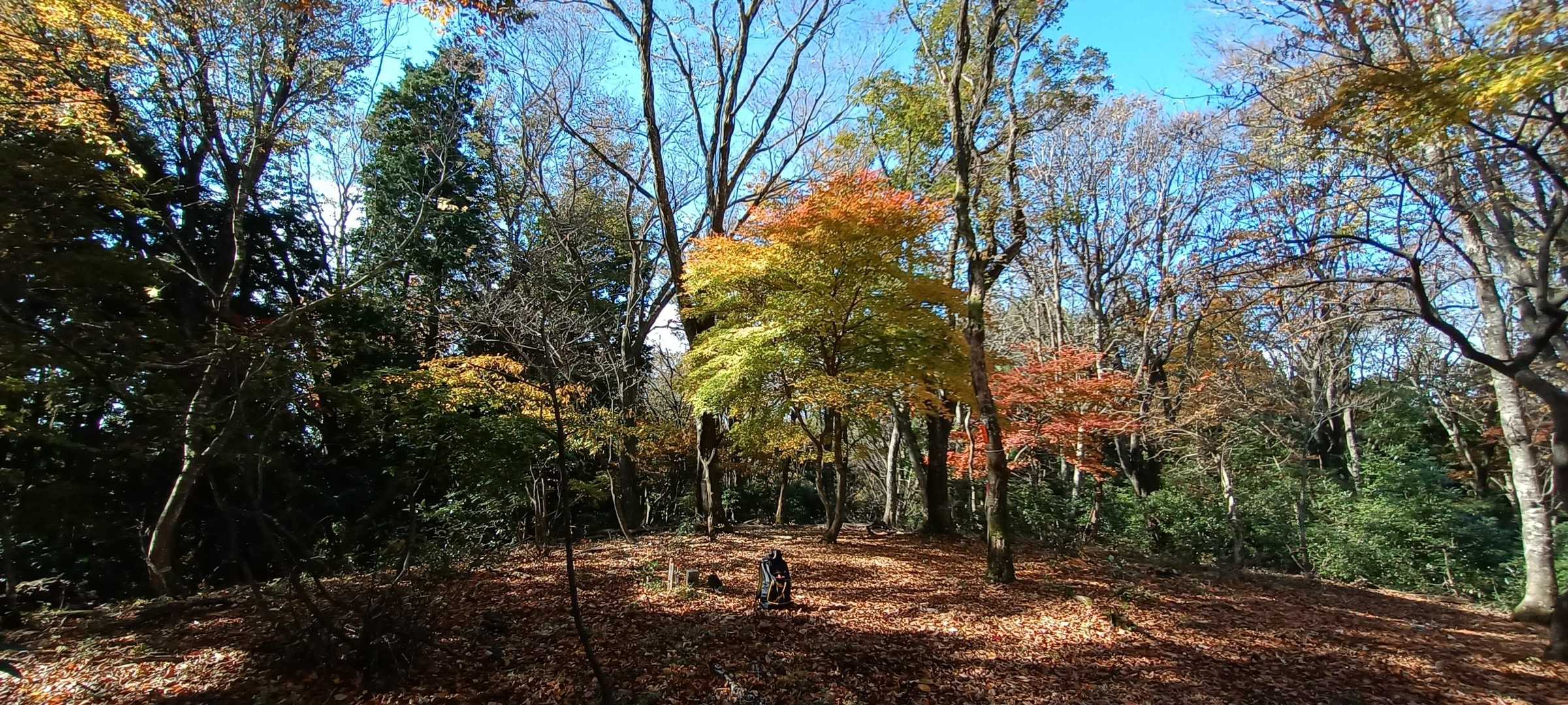 誰も来ないこの山の 山頂の木が神がかっていた。
　　
